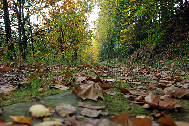 Bild: Waldweg im Herbst