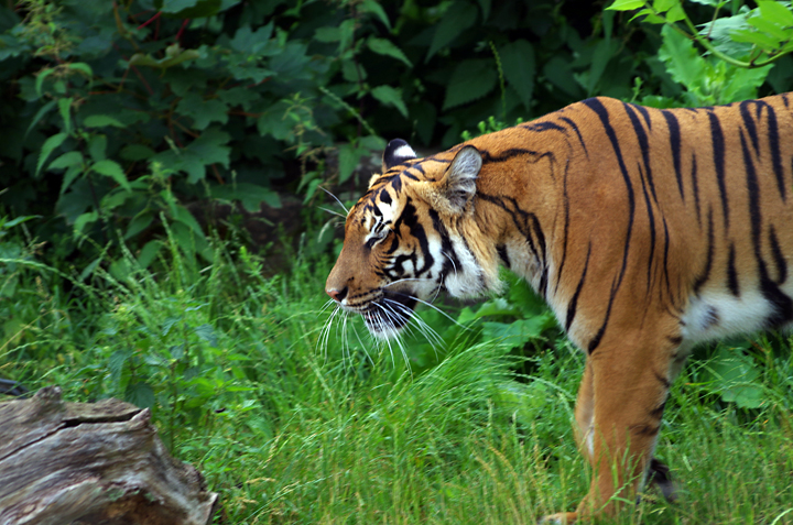 Bild: Tiger (Zoo Dortmund)