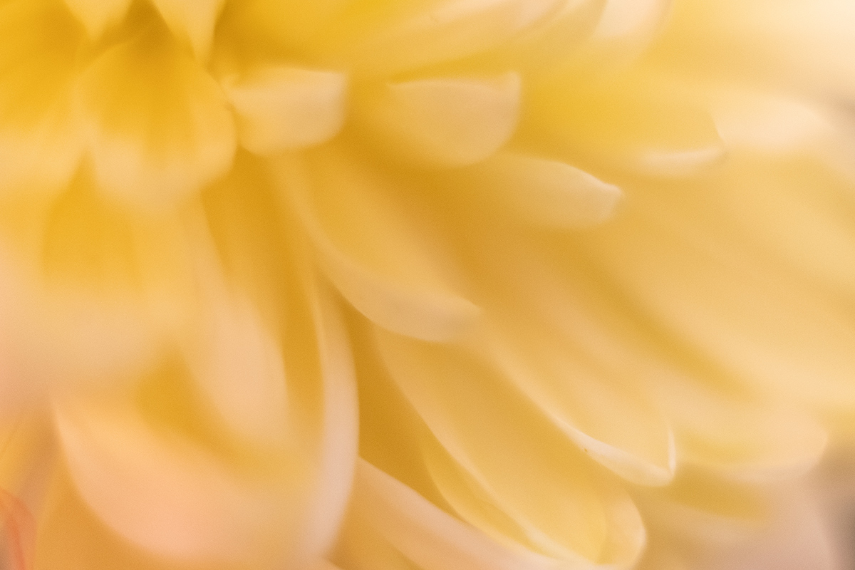 Bild: Gelbe Blütenblätter