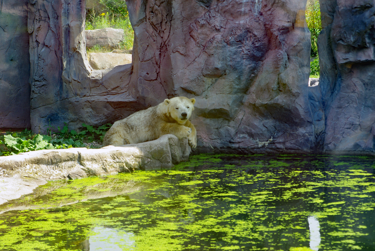 Bild: Eisbär (Zoo Gelsenkirchen)