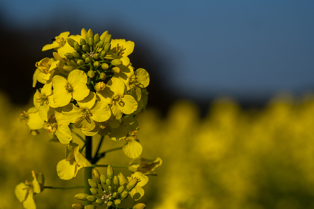 Bild: Rapsblüte