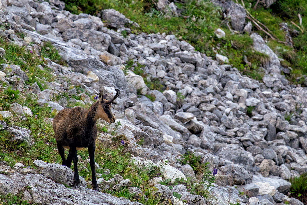 Bild: Gamsbock (Tirol, Österreich)
