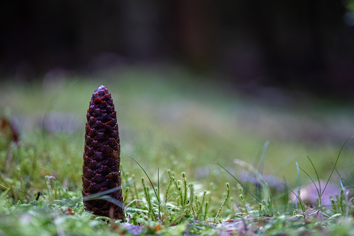 Bild: Zapfen steht im Waldboden